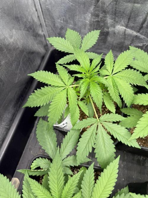 Seguimiento Royal Queen Seeds y Plagron. Week 3 - Sticky Queen