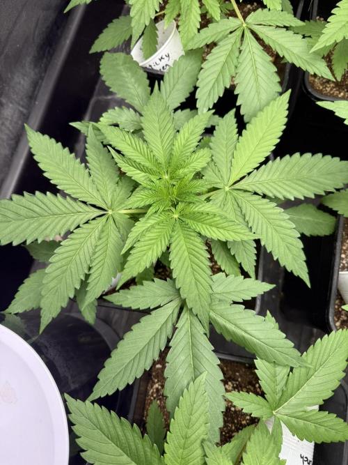 Seguimiento Royal Queen Seeds y Plagron. Week 3 - Sticky Queen