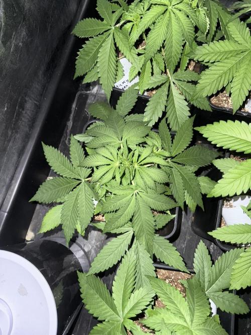 Seguimiento Royal Queen Seeds y Plagron. Week 3 - Sticky Queen