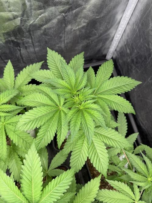 Seguimiento Royal Queen Seeds y Plagron. Week 4 - Sticky Queen