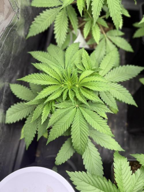 Seguimiento Royal Queen Seeds y Plagron. Week 4 - Sticky Queen