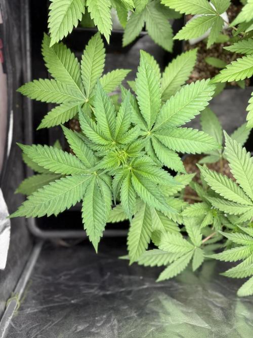 Seguimiento Royal Queen Seeds y Plagron. Week 4 - Sticky Queen