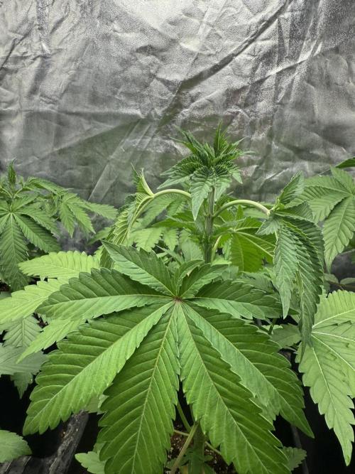 Seguimiento Royal Queen Seeds y Plagron. Week 4 - Sticky Queen