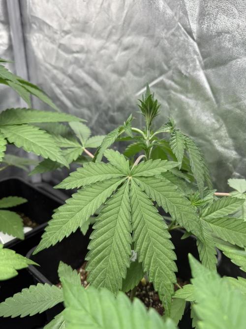 Seguimiento Royal Queen Seeds y Plagron. Week 4 - Sticky Queen