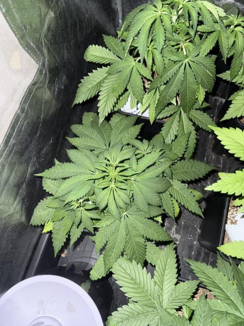 Seguimiento Royal Queen Seeds y Plagron. Week 4 - Sticky Queen