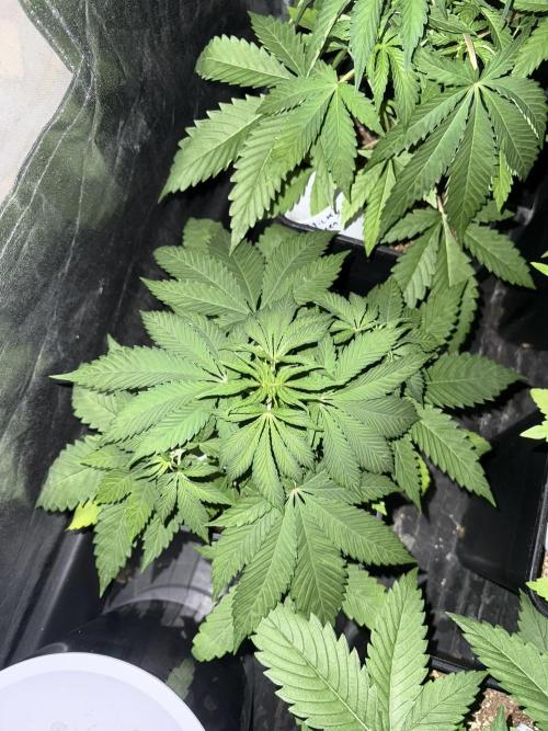 Seguimiento Royal Queen Seeds y Plagron. Week 4 - Sticky Queen