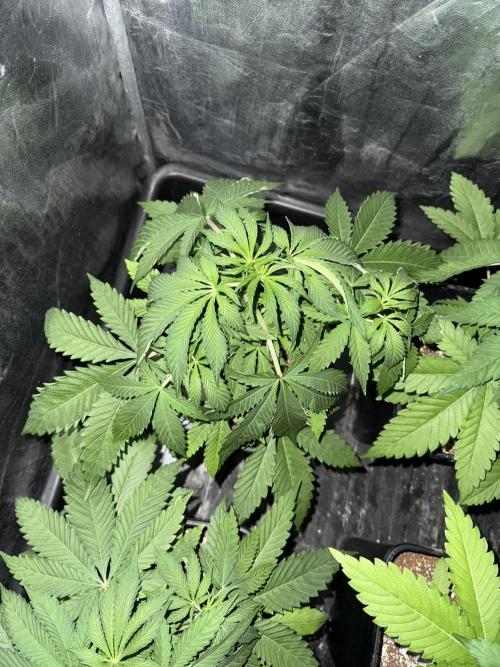 Seguimiento Royal Queen Seeds y Plagron. Week 4 - Sticky Queen