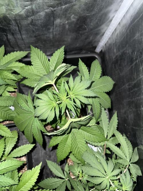 Seguimiento Royal Queen Seeds y Plagron. Week 4 - Sticky Queen