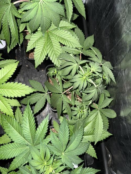 Seguimiento Royal Queen Seeds y Plagron. Week 4 - Sticky Queen