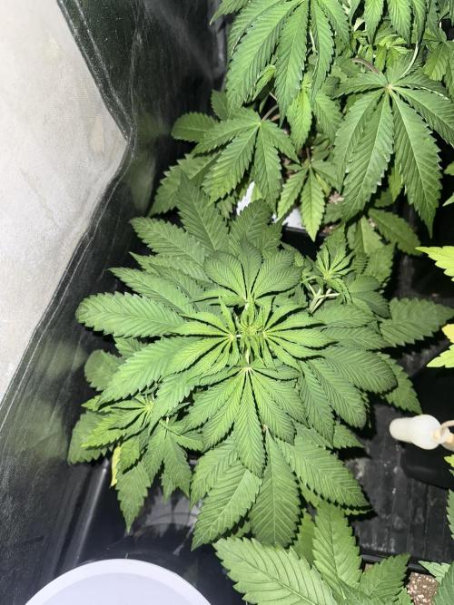 Seguimiento Royal Queen Seeds y Plagron. Week 4 - Sticky Queen