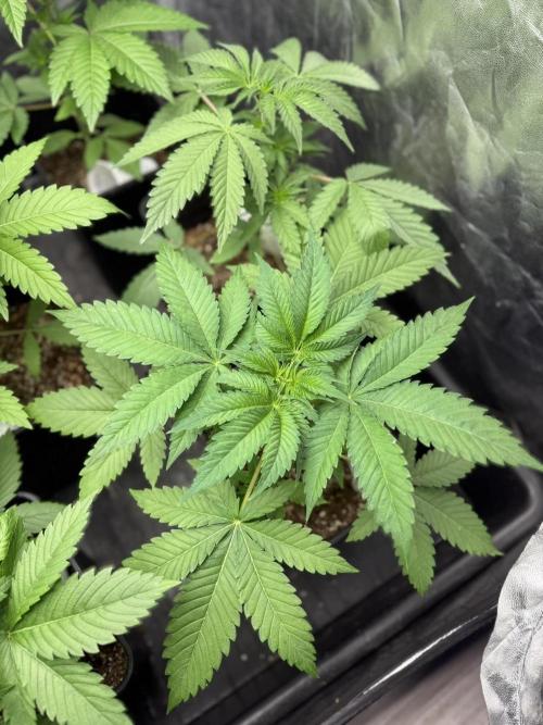 Seguimiento Royal Queen Seeds y Plagron. Week 4 - Purple Punch
