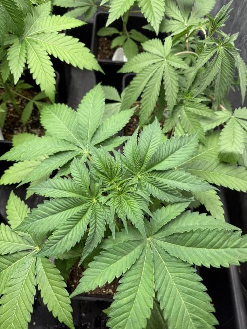 Seguimiento Royal Queen Seeds y Plagron. Week 4 - Purple Punch