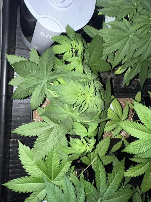 Seguimiento Royal Queen Seeds y Plagron. Week 4 - Purple Punch