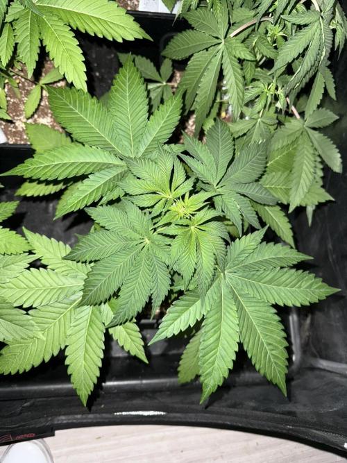 Seguimiento Royal Queen Seeds y Plagron. Week 4 - Purple Punch
