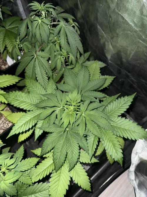 Seguimiento Royal Queen Seeds y Plagron. Week 4 - Purple Punch
