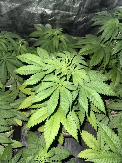 Seguimiento Royal Queen Seeds y Plagron. Week 4 - Isla Mirage