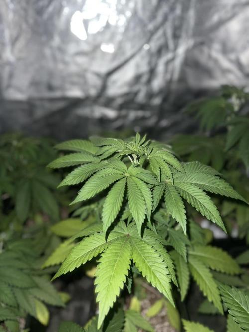Seguimiento Royal Queen Seeds y Plagron. Week 4 - Isla Mirage