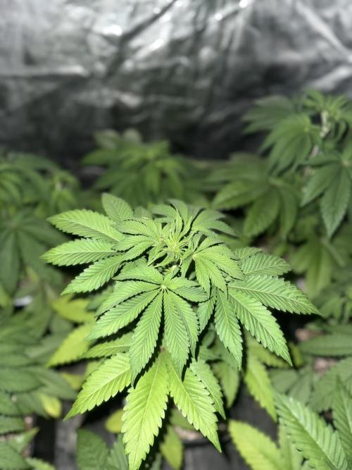 Seguimiento Royal Queen Seeds y Plagron. Week 4 - Isla Mirage