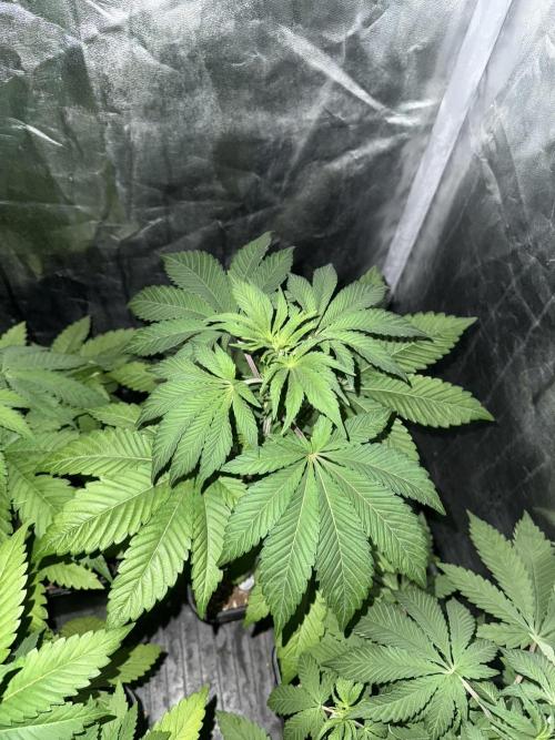 Seguimiento Royal Queen Seeds y Plagron. Week 4 - Isla Mirage