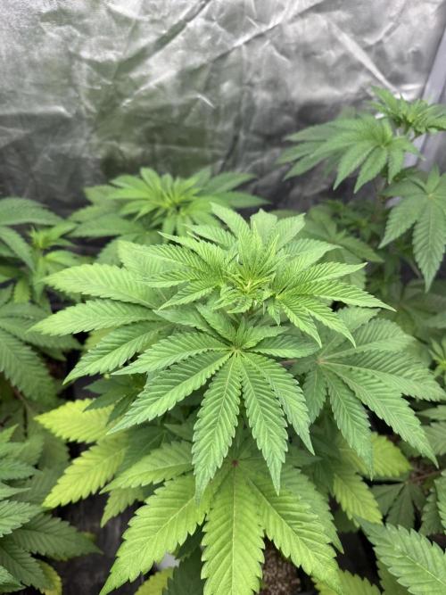 Seguimiento Royal Queen Seeds y Plagron. Week 4 - Isla Mirage