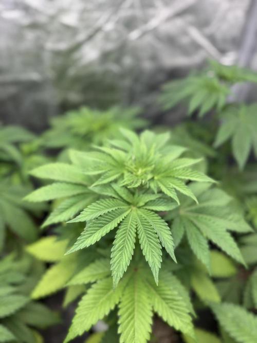 Seguimiento Royal Queen Seeds y Plagron. Week 4 - Isla Mirage