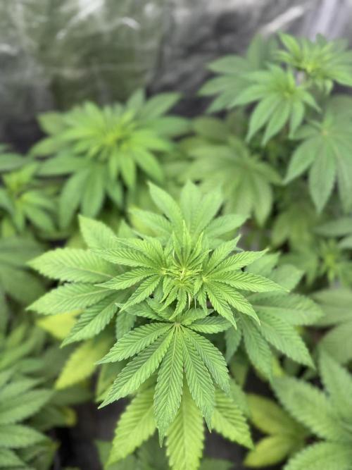 Seguimiento Royal Queen Seeds y Plagron. Week 4 - Isla Mirage