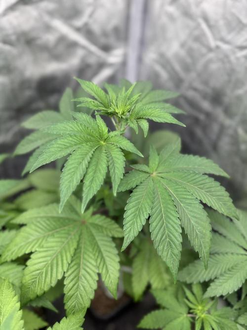 Seguimiento Royal Queen Seeds y Plagron. Week 4 - Isla Mirage