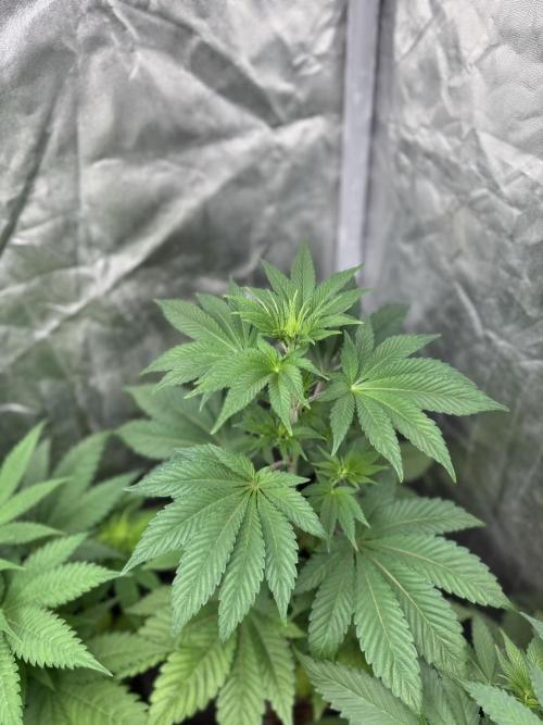 Seguimiento Royal Queen Seeds y Plagron. Week 5 - Isla Mirage