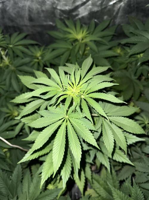 Seguimiento Royal Queen Seeds y Plagron. Week 5 - Isla Mirage