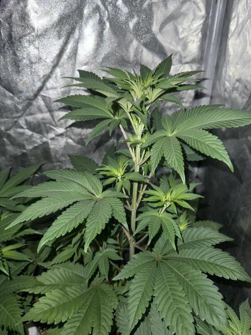 Seguimiento Royal Queen Seeds y Plagron. Week 5 - Isla Mirage
