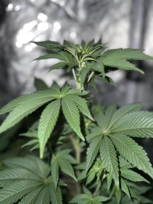 Seguimiento Royal Queen Seeds y Plagron. Week 5 - Isla Mirage