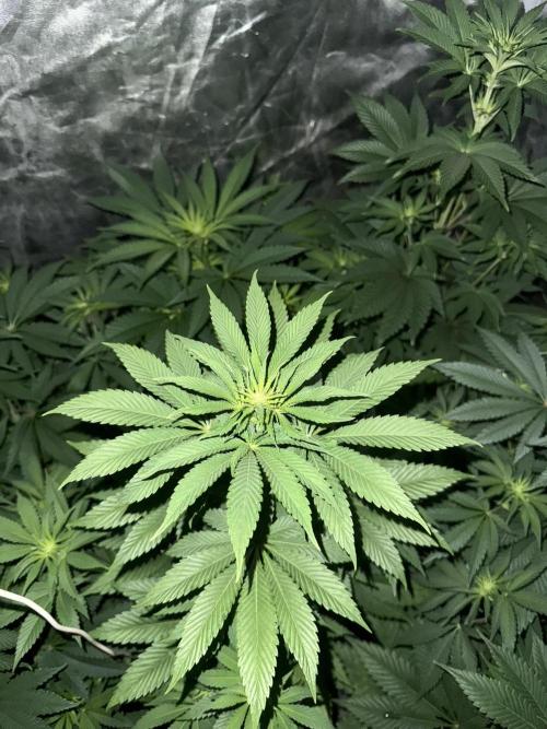 Seguimiento Royal Queen Seeds y Plagron. Week 5 - Isla Mirage