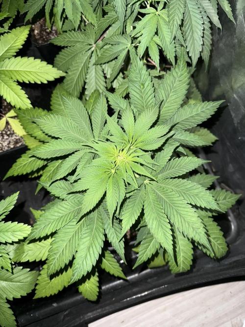 Seguimiento Royal Queen Seeds y Plagron. Week 5 - Purple Punch