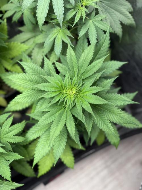Seguimiento Royal Queen Seeds y Plagron. Week 5 - Purple Punch