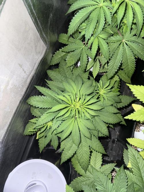 Seguimiento Royal Queen Seeds y Plagron. Week 5 - Sticky Queen