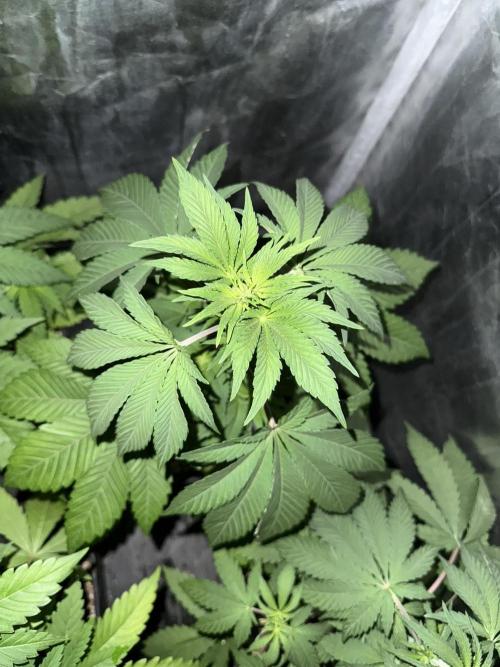 Seguimiento Royal Queen Seeds y Plagron. Week 5 - Sticky Queen