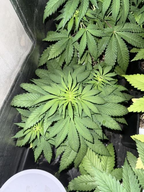Seguimiento Royal Queen Seeds y Plagron. Week 5 - Sticky Queen