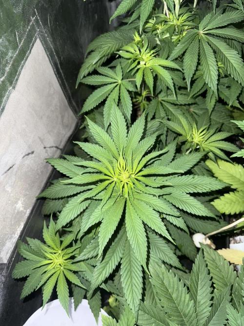 Seguimiento Royal Queen Seeds y Plagron. Week 5 - Sticky Queen
