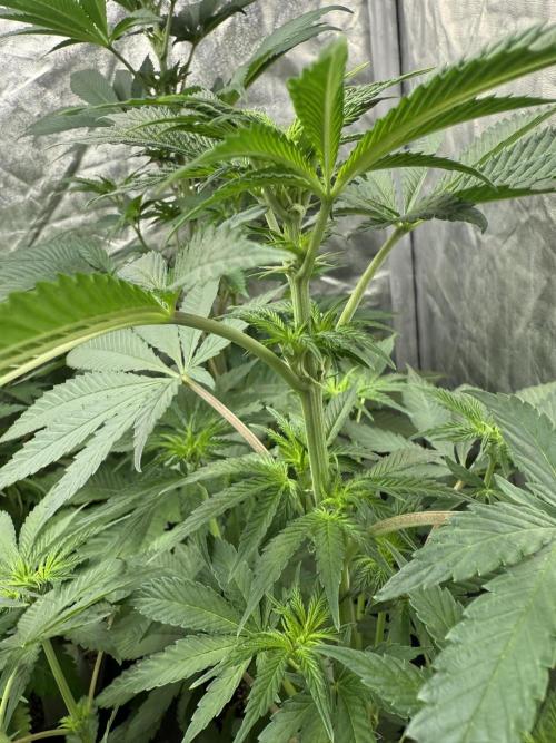 Seguimiento Royal Queen Seeds y Plagron. Week 6 - Sticky Queen