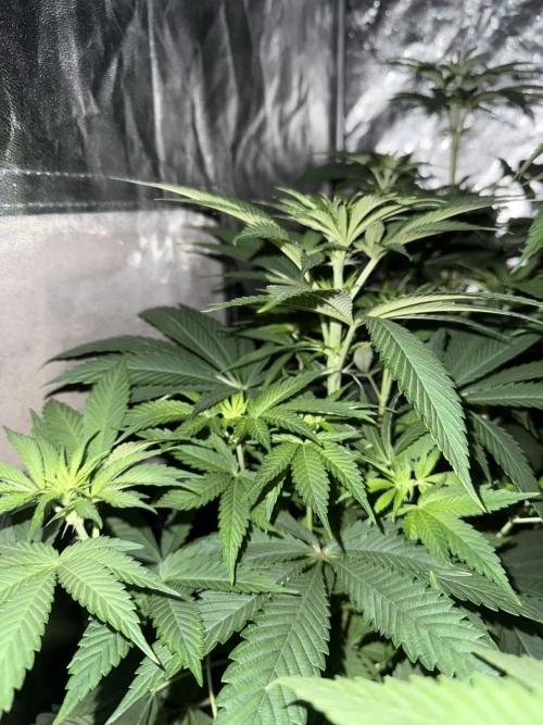 Seguimiento Royal Queen Seeds y Plagron. Week 6 - Sticky Queen