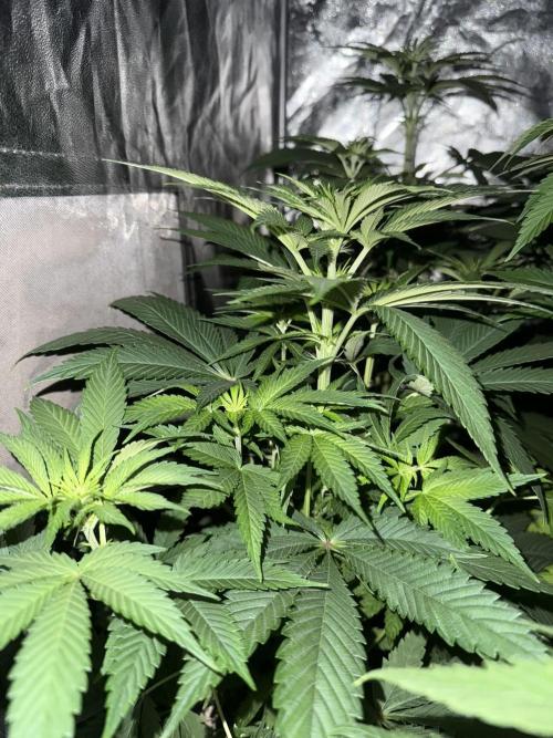 Seguimiento Royal Queen Seeds y Plagron. Week 6 - Sticky Queen