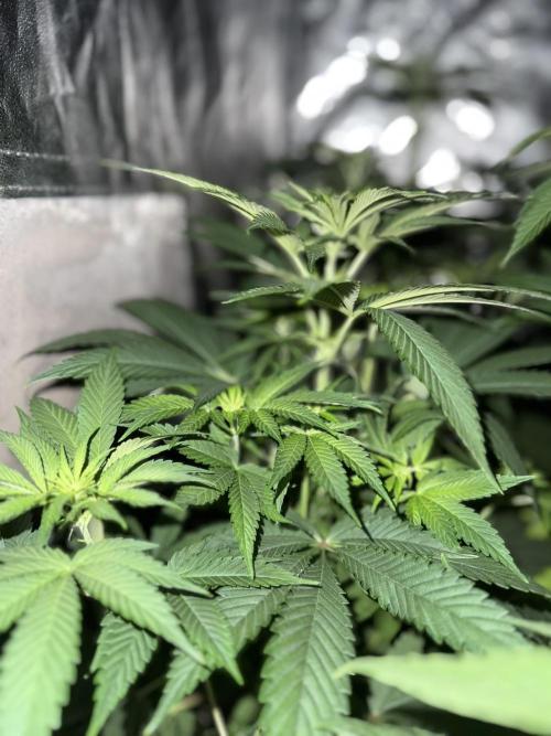 Seguimiento Royal Queen Seeds y Plagron. Week 6 - Sticky Queen