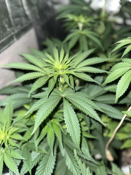Seguimiento Royal Queen Seeds y Plagron. Week 6 - Sticky Queen