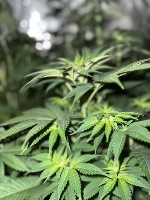 Seguimiento Royal Queen Seeds y Plagron. Week 6 - Sticky Queen