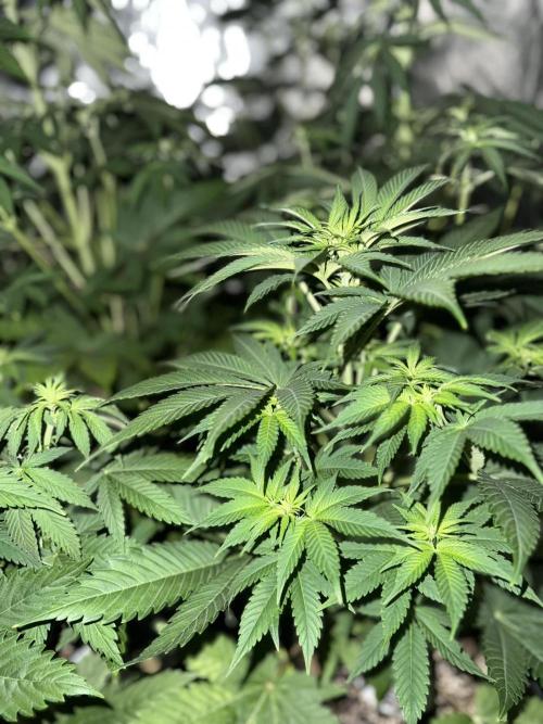 Seguimiento Royal Queen Seeds y Plagron. Week 6 - Sticky Queen