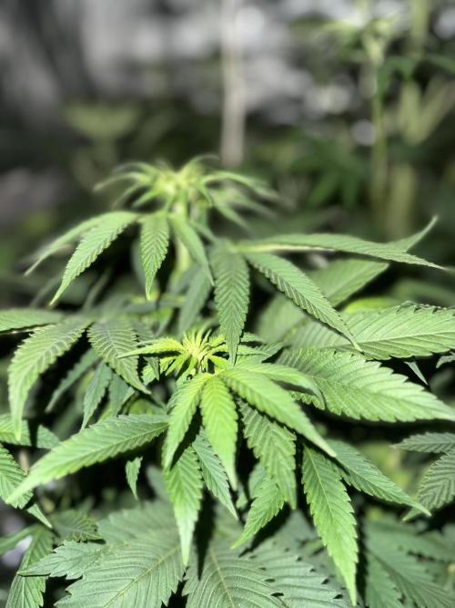 Seguimiento Royal Queen Seeds y Plagron. Week 6