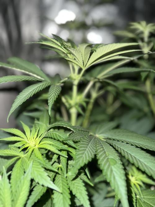 Seguimiento Royal Queen Seeds y Plagron. Week 6 - Sticky Queen