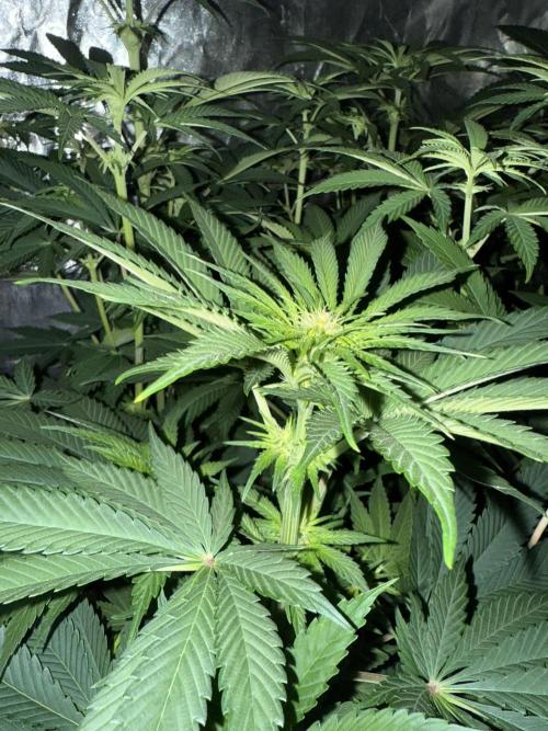 Seguimiento Royal Queen Seeds y Plagron. Week 6 - Purple Punch