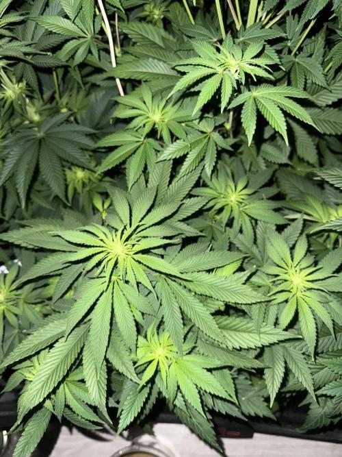 Seguimiento Royal Queen Seeds y Plagron. Week 6 - Purple Punch