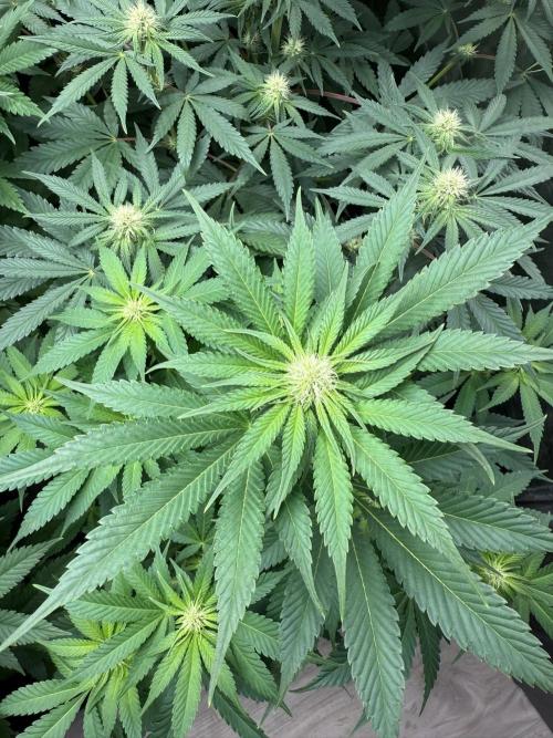 Seguimiento Royal Queen Seeds y Plagron. Week 6 - Purple Punch